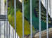 6 Budgies for sale as pairs (Without cage)