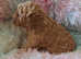 Beautiful toy poodle babies