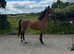 Hackney mare
