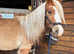 Welsh section a cross gelding 2 year old
