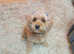 Pra clear F2B toy cavapoo female