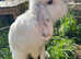 1 year old mini lop male