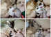 Beautiful Devon Rex Kittens Ready Now