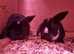 2 male rabbits ready to go 11th Feb