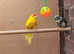kakariki birds seeking new home