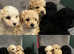Stunning Poochon puppies for sale