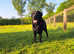 ONLY BLACK GIRL LABRADOR RETRIEVER