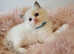Fully GCCF Certified Pedigree Ragdoll kittens Blue Point & White Bicolour championship showing status