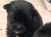 Coton De Tulear / Pomeranian  Puppies