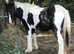 Piebald cob