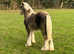 Flashy silver dapple cob