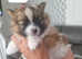 Two beautiful miniature pomeranians girls