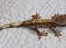 Super Tiger Crested Gecko