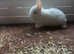 Two stunning Netherland dwarfs Babies