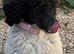 Pamela is a stunning Parti poodle