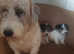 Seliem pups forsale
