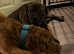 1 year staff cross mastiff