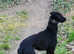 Beddy whippet pup