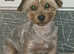 MINITURE YORKSHIRE TERRIER with Individual VET HEALTH CERTIFICATE