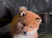 Shiba Inu puppy