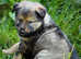 Stunning German Shepherdx Collie Puppies looking for fur-ever homes!!