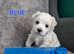 MALTESE PUPPIES