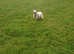 home boarding & dog walking