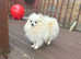 Pearl Pomeranian male