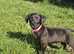 German short haired pointer x dutch shepherd