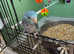 Baby parrotlets Glasgow