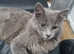 Stunning male cat