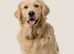 ***wanted* we want to rehome golden retriever****