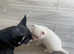 1 boy pomchi