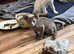 Siamese kittens for sale