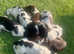 Sprocker spaniels