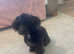 Puppie CAVAPOO micro smallest