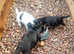 Beautiful Yorkshire x jack Russell puppies