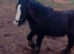 Lovely little coblet for sale