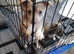 Chihuahua cross puppy