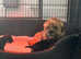 Kc sleam clear border terrier males