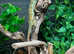 Nosy Faly Panther Chameleons