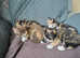 GCCF registered Devon Rex variants
