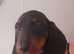 Dachshund puppies boys and girls