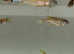 6 x Danios Tropical fish