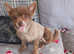Pomeranian   ( readvertising) due to time wasters )