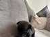 2 beauty's looking for there forever home