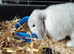 Lop eared rabbit male 12 months old