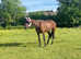 15.2 tbx mare,