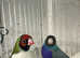 Gouldian finch