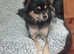 Chihuahua female for sale